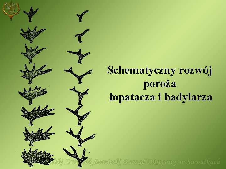 Schematyczny rozwój poroża łopatacza i badylarza 