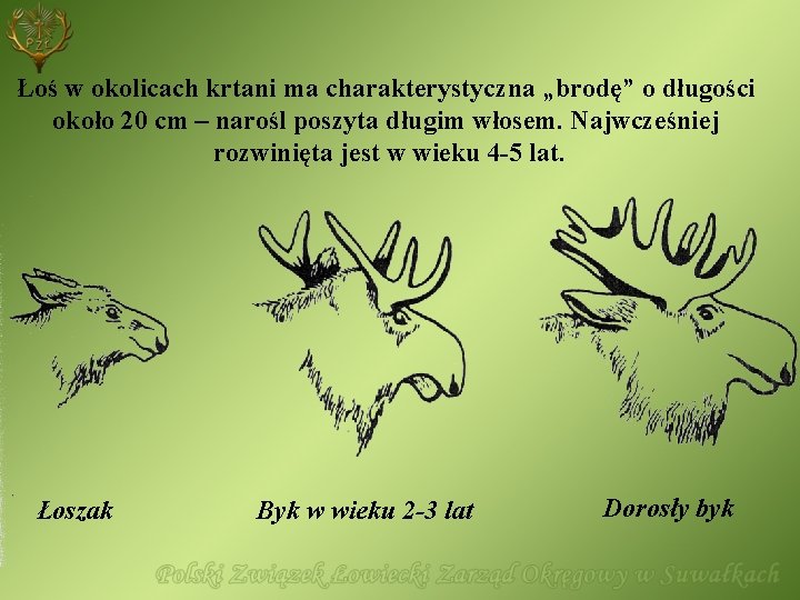 Łoś w okolicach krtani ma charakterystyczna „brodę” o długości około 20 cm – narośl