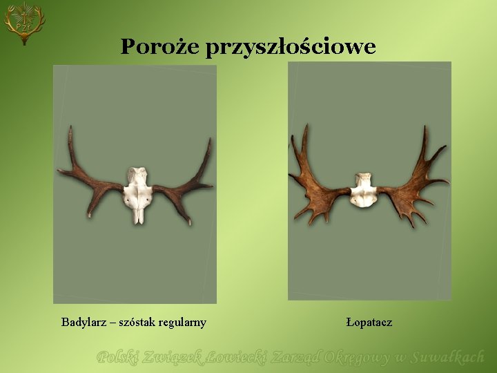 Poroże przyszłościowe Badylarz – szóstak regularny Łopatacz 