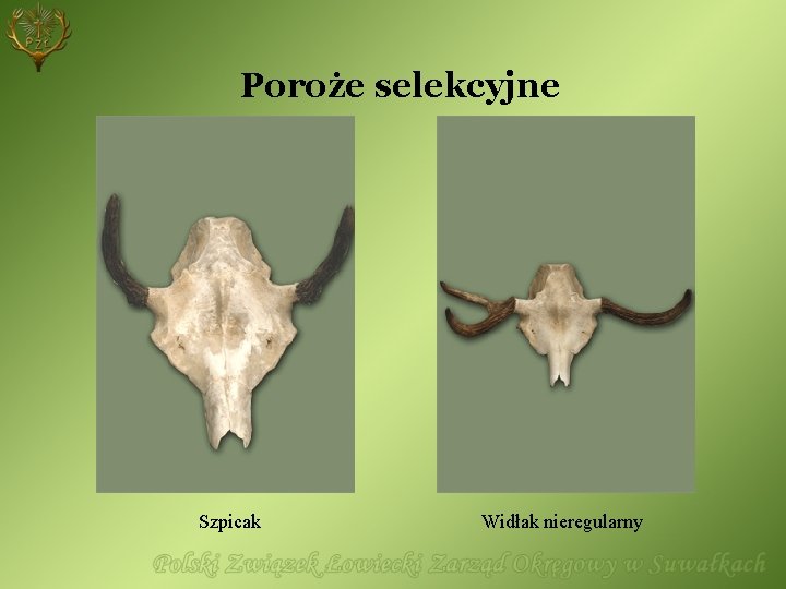 Poroże selekcyjne Szpicak Widłak nieregularny 