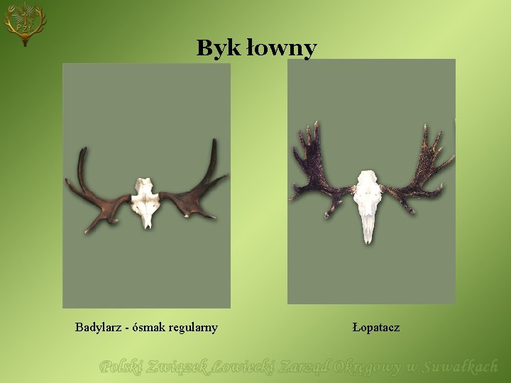 Byk łowny Badylarz - ósmak regularny Łopatacz 