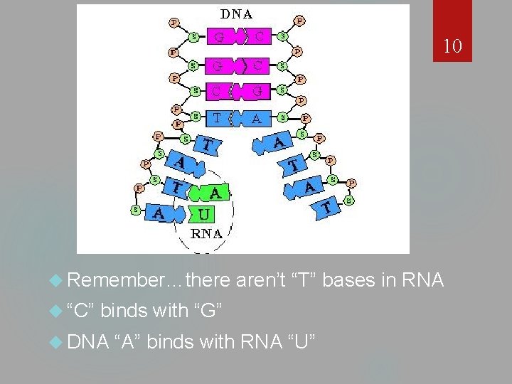 10 Remember…there “C” aren’t “T” bases in RNA binds with “G” DNA “A” binds