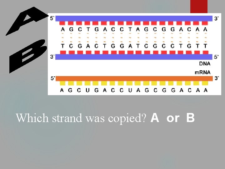 11 Which strand was copied? A or B 