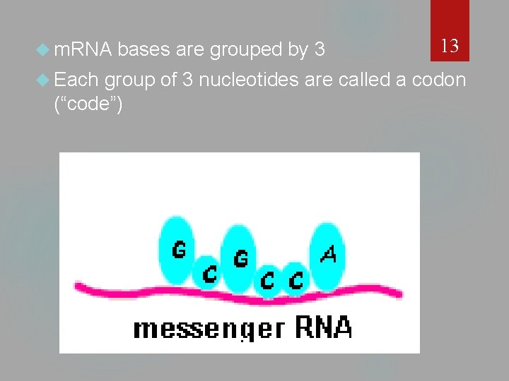  m. RNA Each bases are grouped by 3 13 group of 3 nucleotides