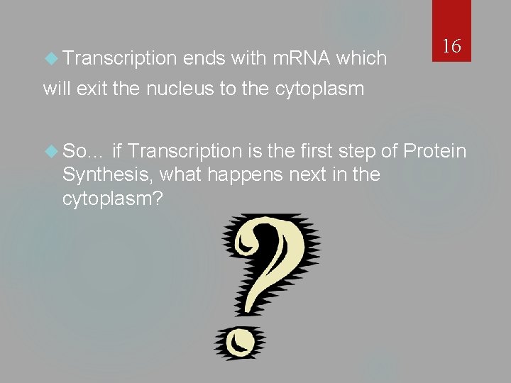  Transcription ends with m. RNA which 16 will exit the nucleus to the