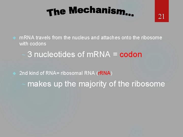 21 m. RNA travels from the nucleus and attaches onto the ribosome with codons