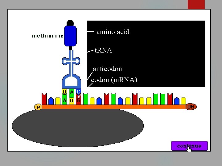 23 amino acid t. RNA anticodon (m. RNA) 