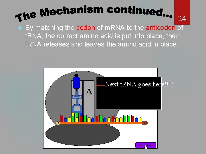 24 By matching the codon of m. RNA to the anticodon of t. RNA,