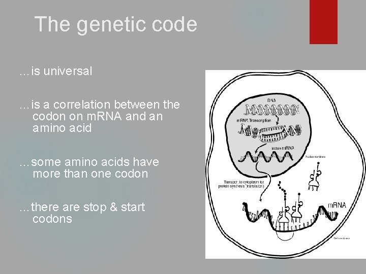 The genetic code …is universal …is a correlation between the codon on m. RNA