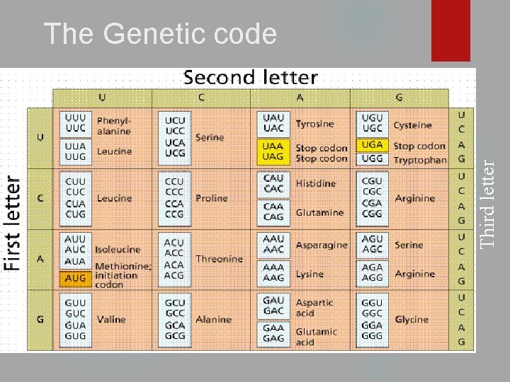 Third letter The Genetic code 