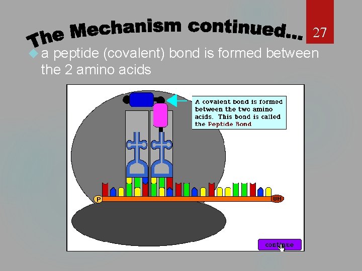 27 a peptide (covalent) bond is formed between the 2 amino acids 