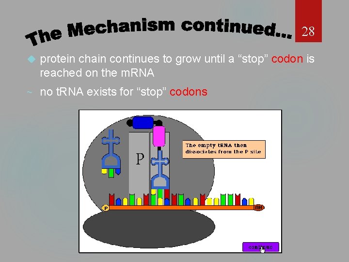 28 protein chain continues to grow until a “stop” codon is reached on the