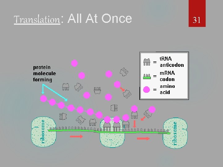 Translation: All At Once 31 