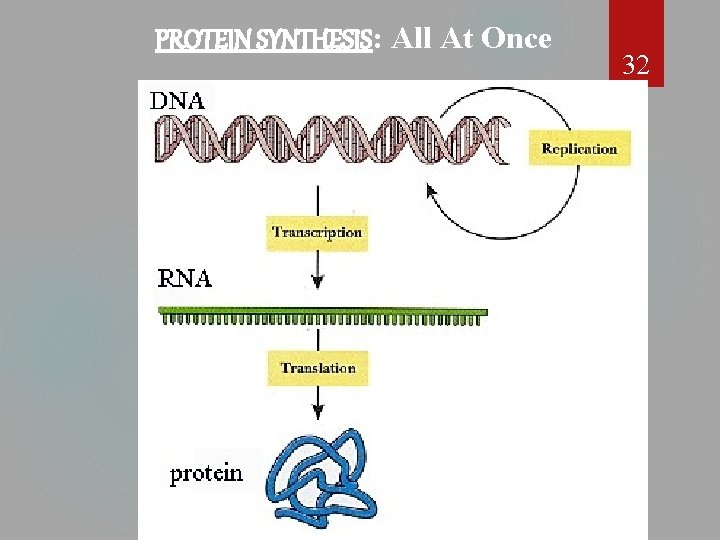 PROTEIN SYNTHESIS: All At Once 32 