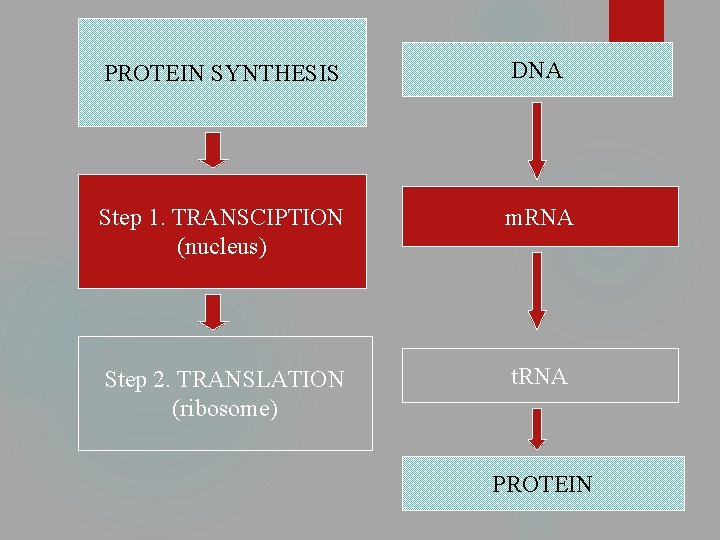 PROTEIN SYNTHESIS DNA Step 1. TRANSCIPTION (nucleus) m. RNA Step 2. TRANSLATION (ribosome) t.