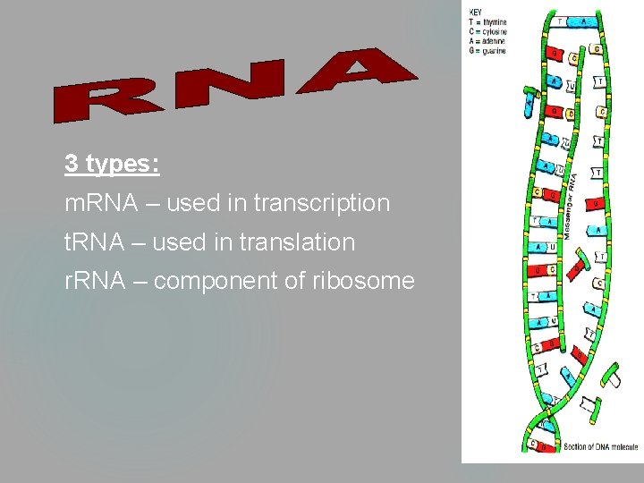 3 types: m. RNA – used in transcription t. RNA – used in translation