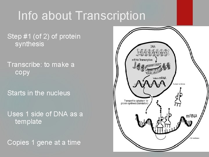 Info about Transcription Step #1 (of 2) of protein synthesis Transcribe: to make a