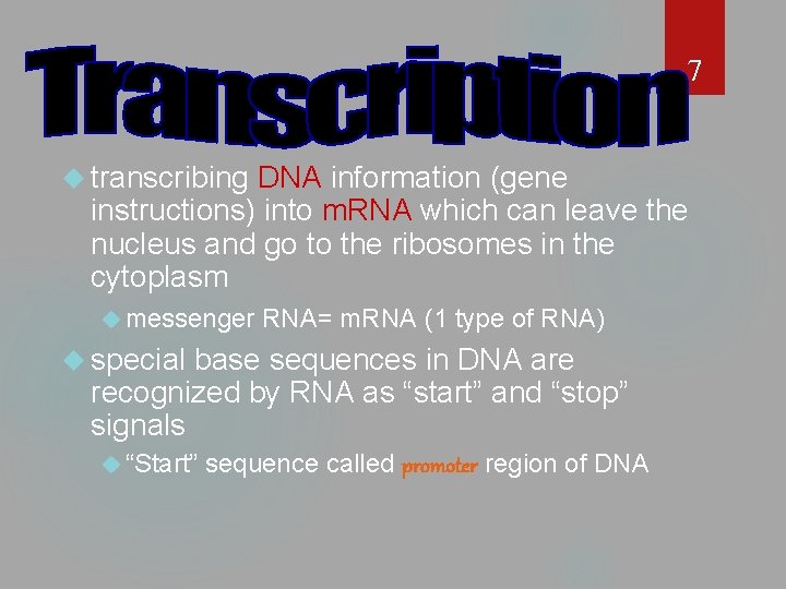 7 transcribing DNA information (gene instructions) into m. RNA which can leave the nucleus