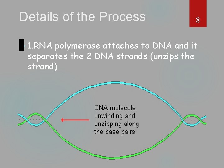 Details of the Process 1. RNA 8 polymerase attaches to DNA and it separates