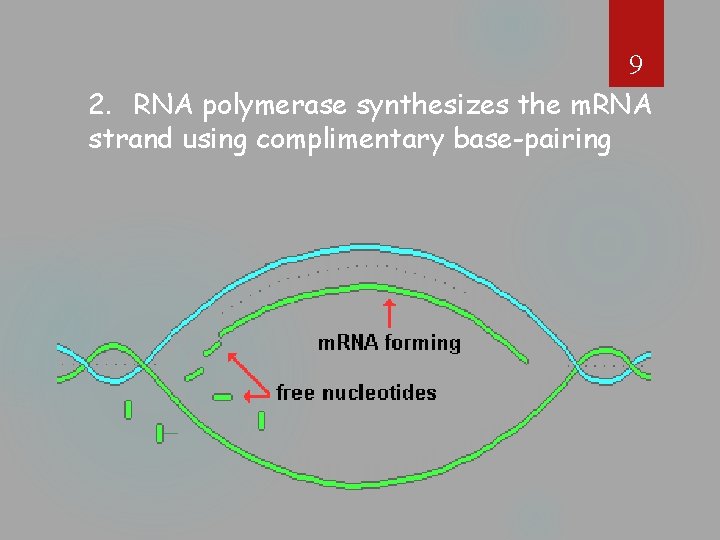 9 2. RNA polymerase synthesizes the m. RNA strand using complimentary base-pairing 