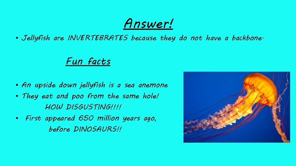 Answer! • Jellyfish are INVERTEBRATES because they do not have a backbone. Fun facts