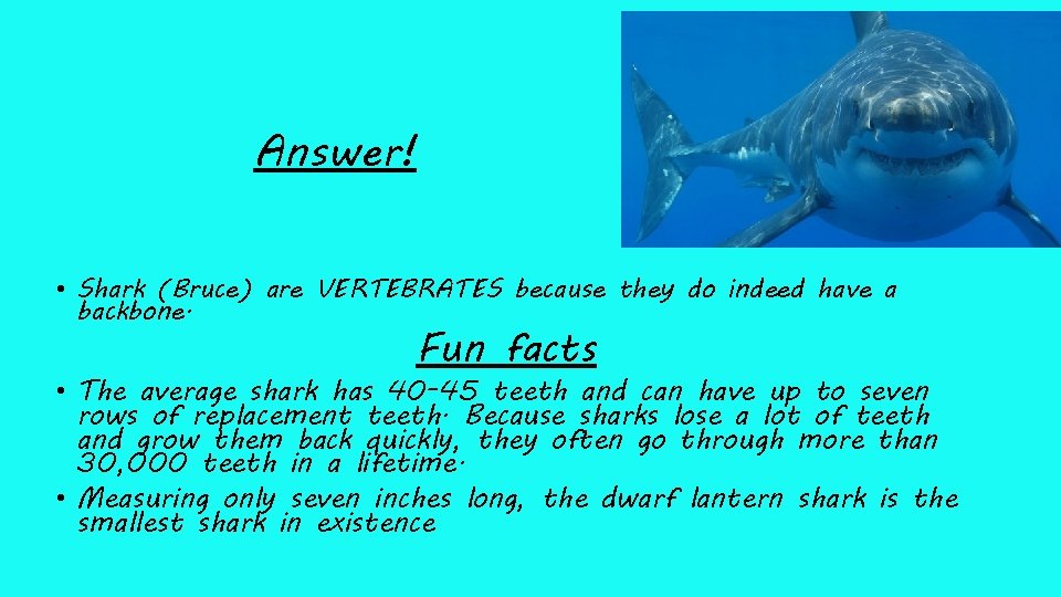 Answer! • Shark (Bruce) are VERTEBRATES because they do indeed have a backbone. Fun