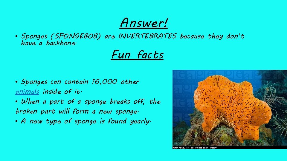 Answer! • Sponges (SPONGEBOB) are INVERTEBRATES because they don’t have a backbone. Fun facts