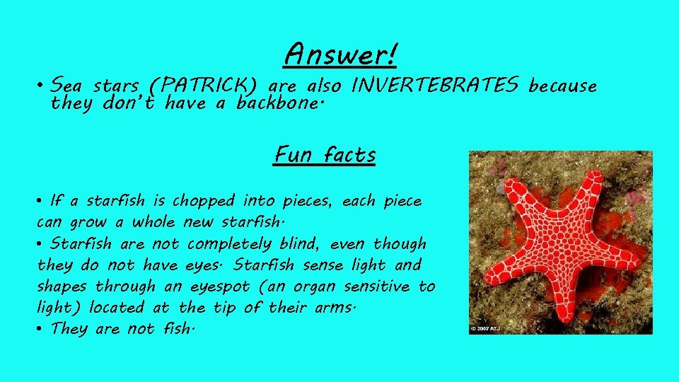 Answer! • Sea stars (PATRICK) are also INVERTEBRATES because they don’t have a backbone.