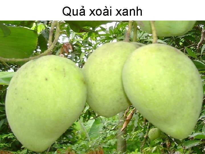 Quả xoài xanh 