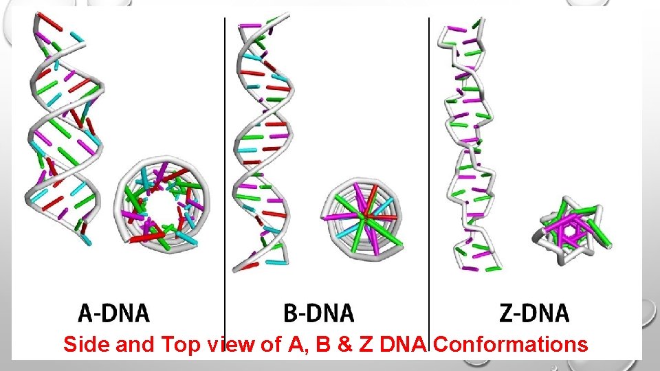 Side and Top view of A, B & Z DNA Conformations  Side and Top view of A, B & Z DNA Conformations
