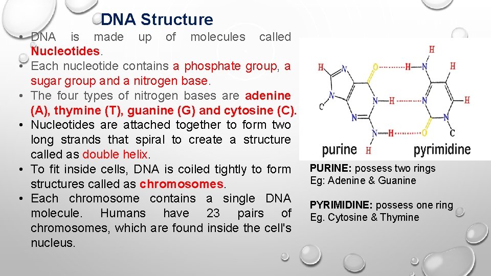 DNA Structure • DNA is made up of molecules called Nucleotides. • Each nucleotide DNA Structure • DNA is made up of molecules called Nucleotides. • Each nucleotide