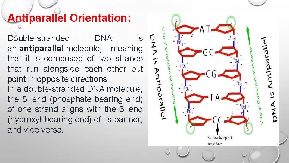 Antiparallel Orientation: Double-stranded DNA is an antiparallel molecule, meaning that it is composed of Antiparallel Orientation: Double-stranded DNA is an antiparallel molecule, meaning that it is composed of