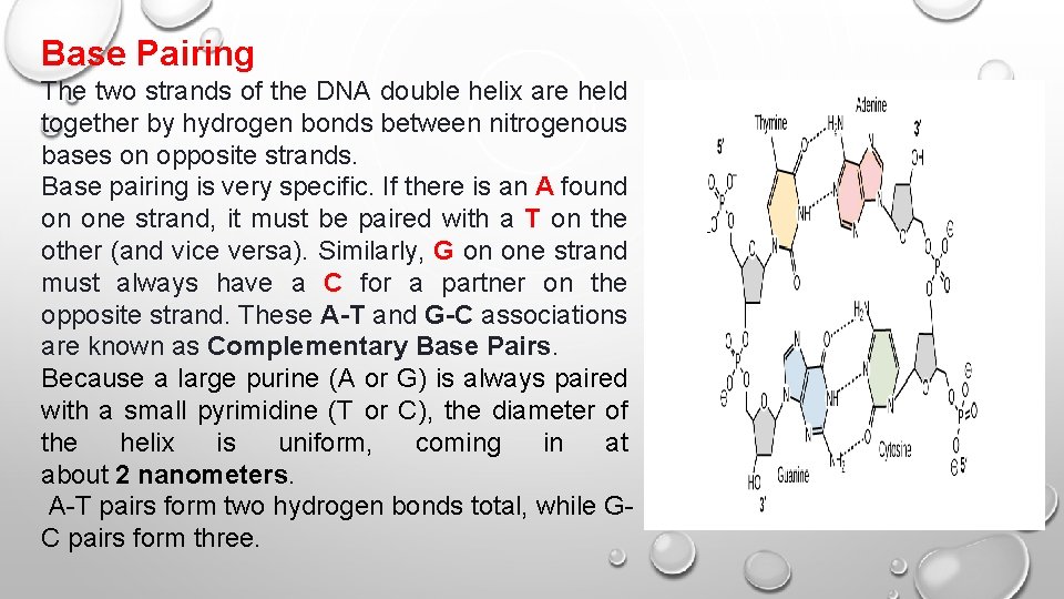 Base Pairing The two strands of the DNA double helix are held together by Base Pairing The two strands of the DNA double helix are held together by