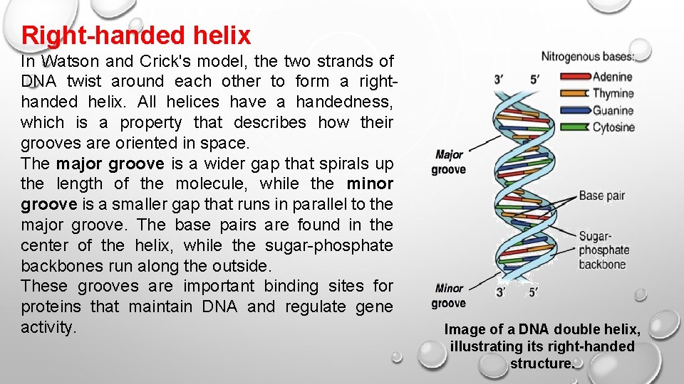 Right-handed helix In Watson and Crick's model, the two strands of DNA twist around Right-handed helix In Watson and Crick's model, the two strands of DNA twist around