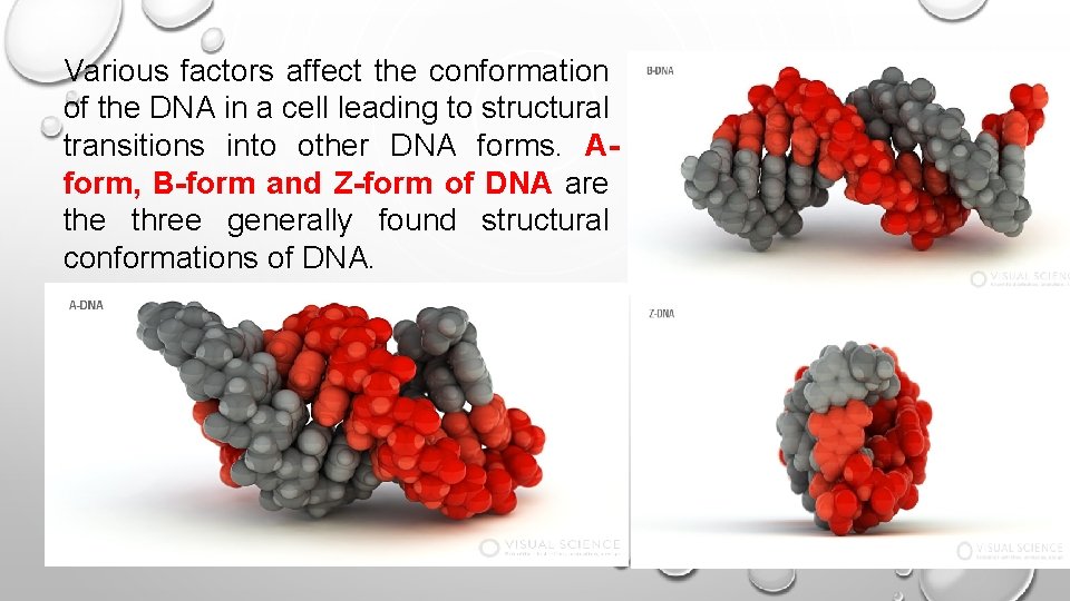 Various factors affect the conformation of the DNA in a cell leading to structural Various factors affect the conformation of the DNA in a cell leading to structural