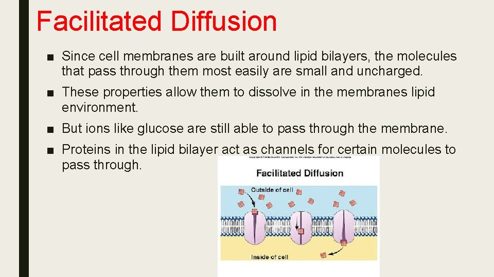 Facilitated Diffusion ■ Since cell membranes are built around lipid bilayers, the molecules that