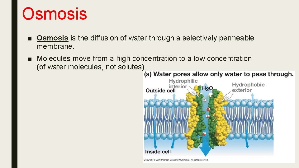 Osmosis ■ Osmosis is the diffusion of water through a selectively permeable membrane. ■