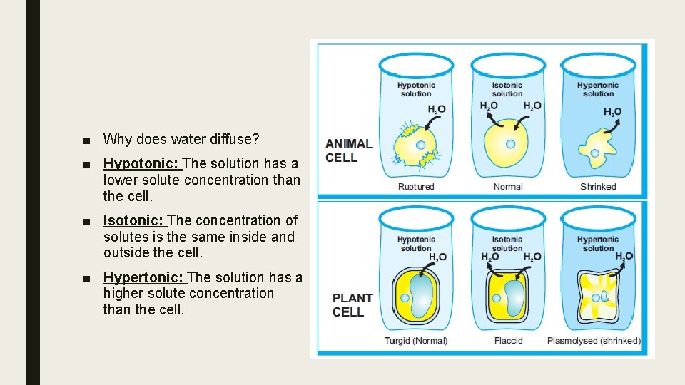 ■ Why does water diffuse? ■ Hypotonic: The solution has a lower solute concentration