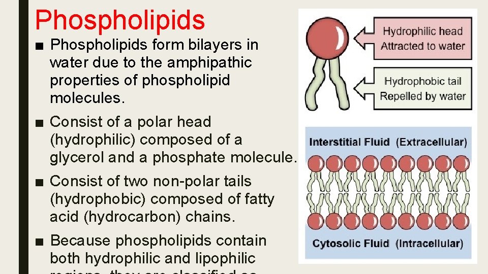 Phospholipids ■ Phospholipids form bilayers in water due to the amphipathic properties of phospholipid