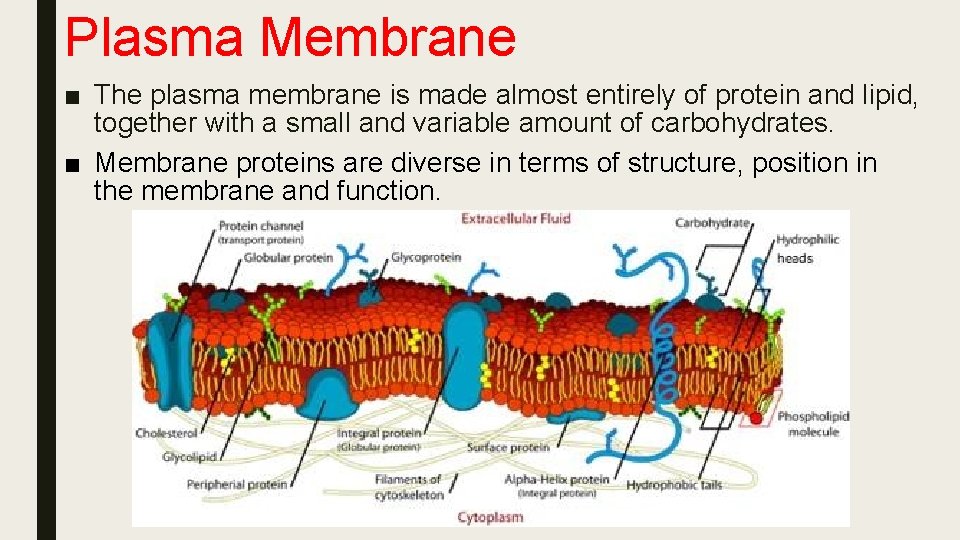 Plasma Membrane ■ The plasma membrane is made almost entirely of protein and lipid,