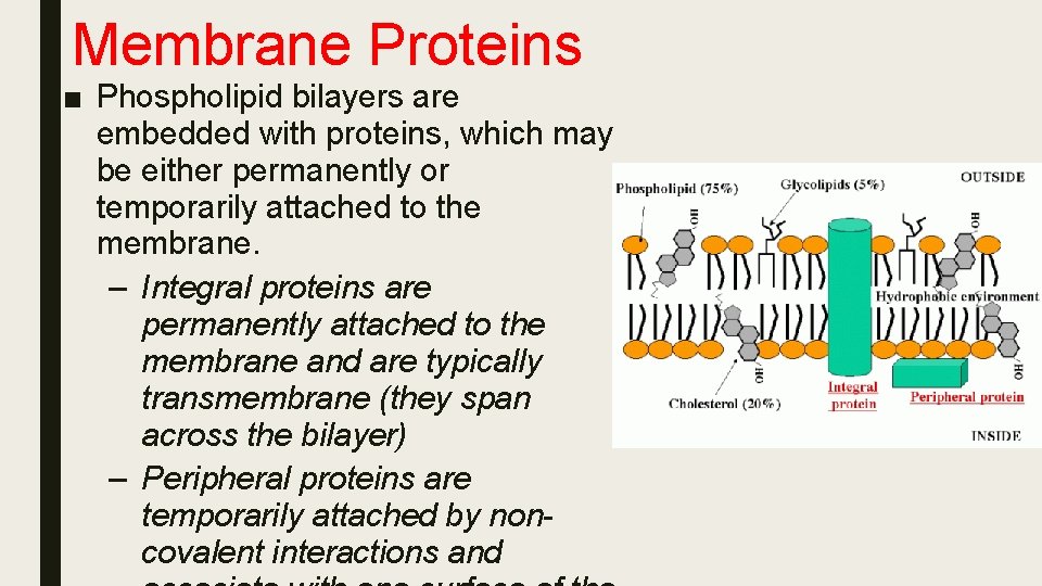 Membrane Proteins ■ Phospholipid bilayers are embedded with proteins, which may be either permanently