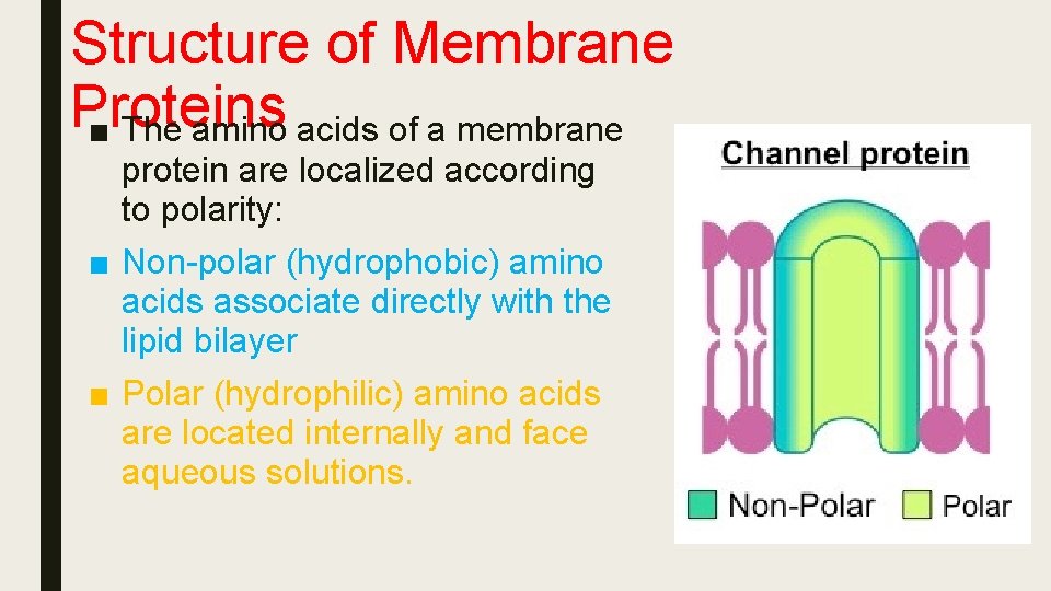 Structure of Membrane Proteins ■ The amino acids of a membrane protein are localized