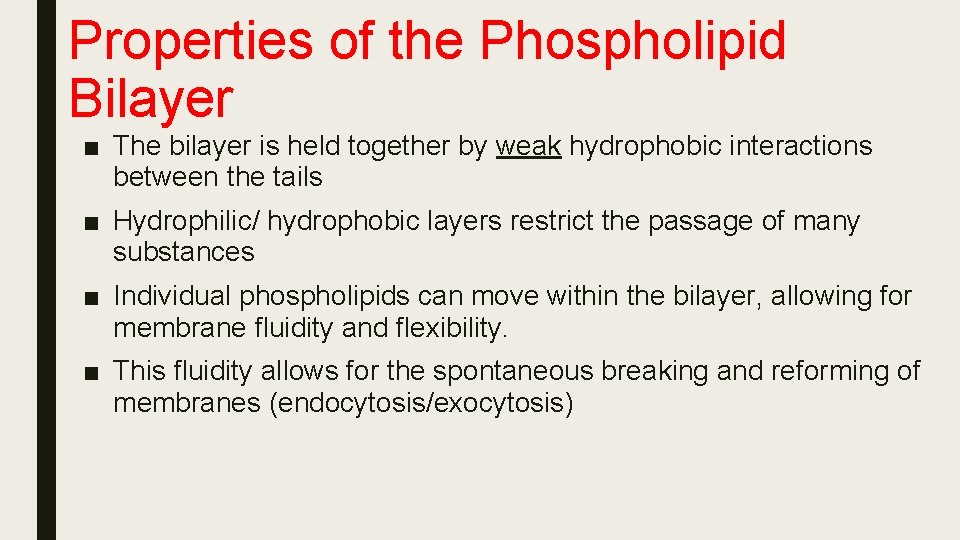 Properties of the Phospholipid Bilayer ■ The bilayer is held together by weak hydrophobic