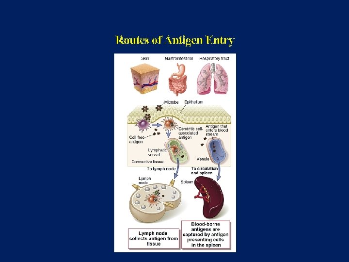 Routes of Antigen Entry 