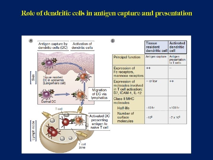 Role of dendritic cells in antigen capture and presentation 