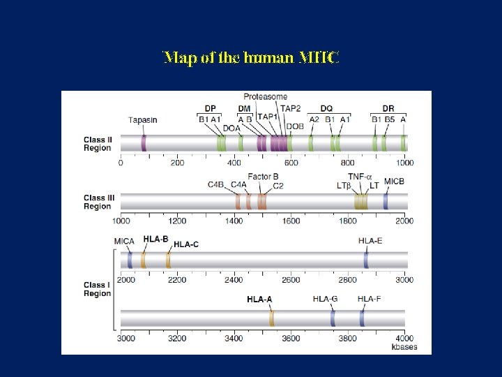 Map of the human MHC 