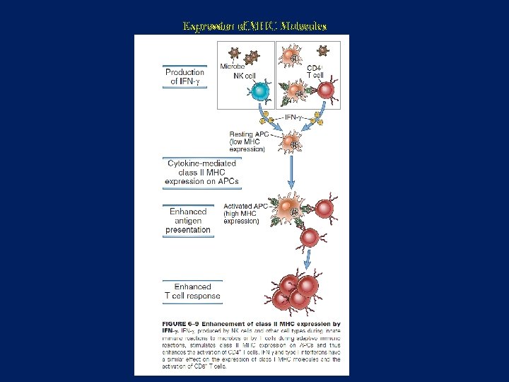 Expression of MHC Molecules 