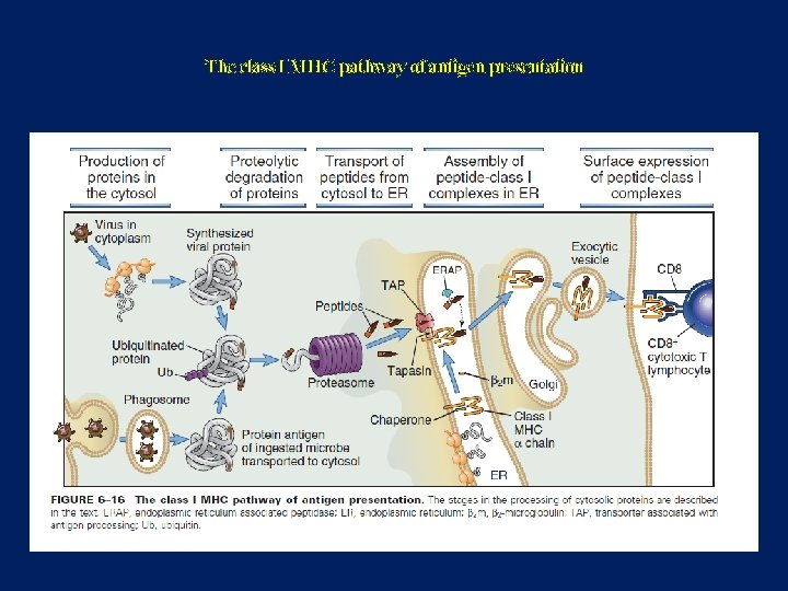 The class I MHC pathway of antigen presentation 