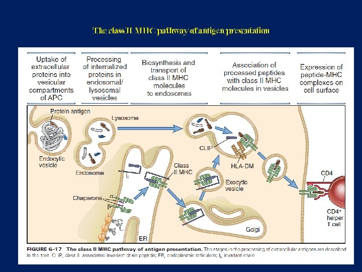 The class II MHC pathway of antigen presentation 