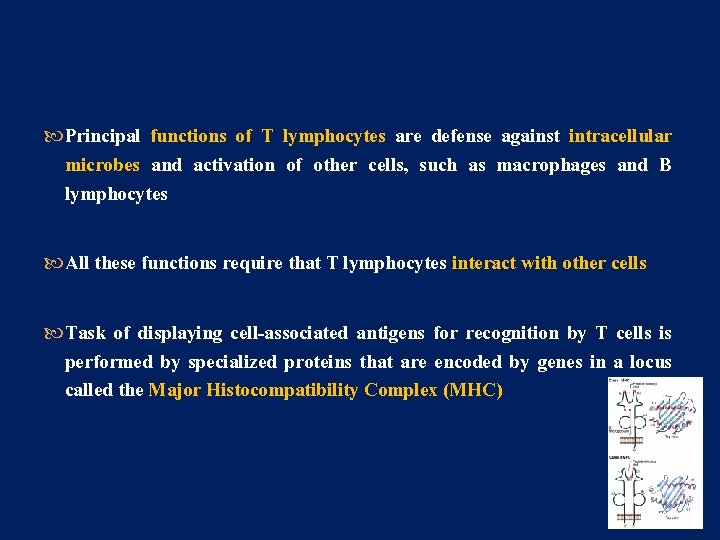  Principal functions of T lymphocytes are defense against intracellular microbes and activation of